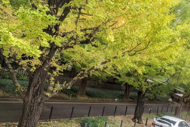 綾鷹『ヒトクチヒトイキ旅』バスツアーの車窓から 神宮外苑付近のいちょう並木