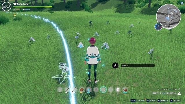 ホロアース ヒメニチソウが大量に生えているエリアの写真